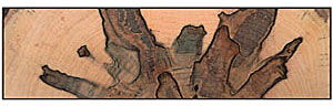 Ambrosia Maple